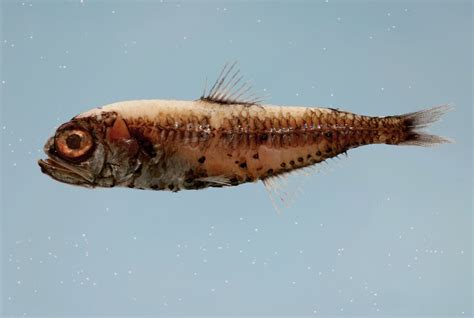Sea Wonder: Lanternfish .